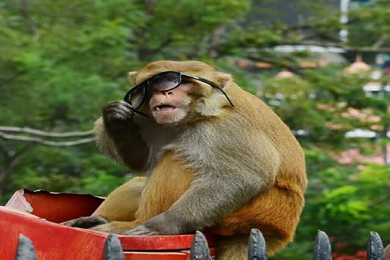 monkey was cought in shimla