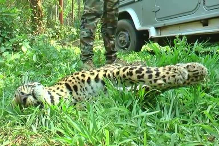 leopard-dies-in-a-trap-at-neradi-chikkamagalore