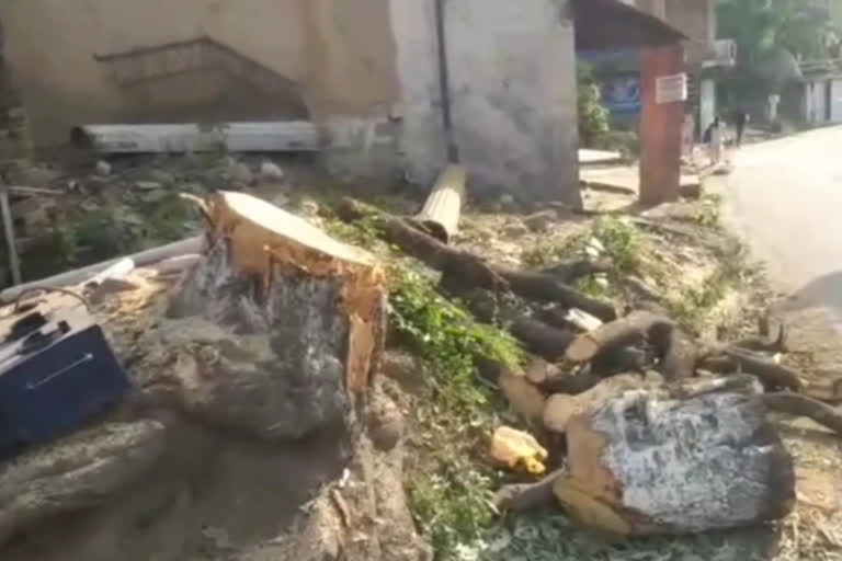 Public Works Department hamirpur cut down trees in fifteen days on people demand