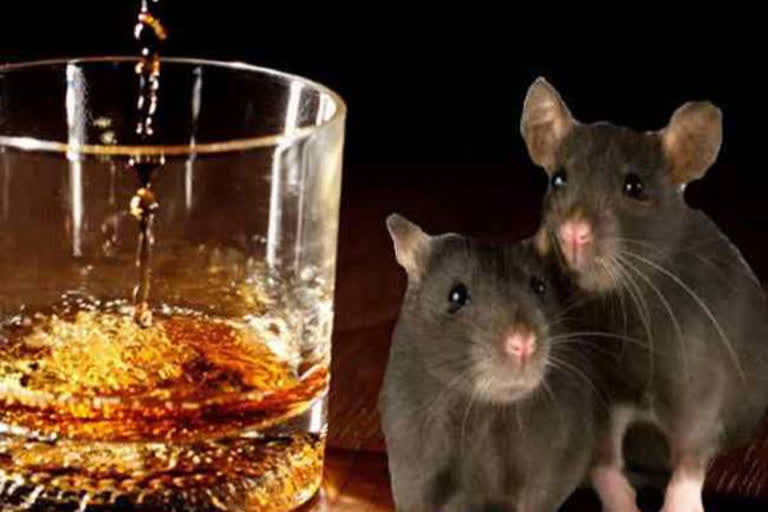 UP cops blame rats  rats drink alchohol  rats were to blame for the destruction of the cartons  Etah rats drink alchohol  പൊലീസ് പിടിച്ചെടുത്ത മദ്യം കാണാനില്ല  പൊലീസ് പിടിച്ചെടുത്ത മദ്യം  മദ്യം കാണാനില്ല  എലികളെ പഴിചാരി ഉദ്യോഗസ്ഥർ