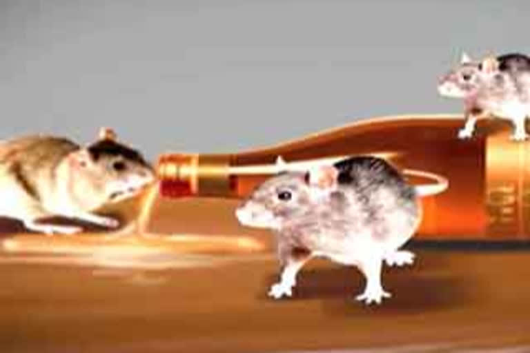 cops blame rats for disappearance of seized illicit liquor