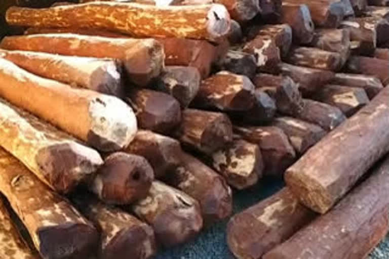 rs.3 crores worthy red sandal logs seized in kadapa district