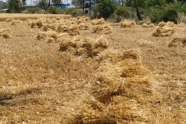 गेहूं की खरीदी