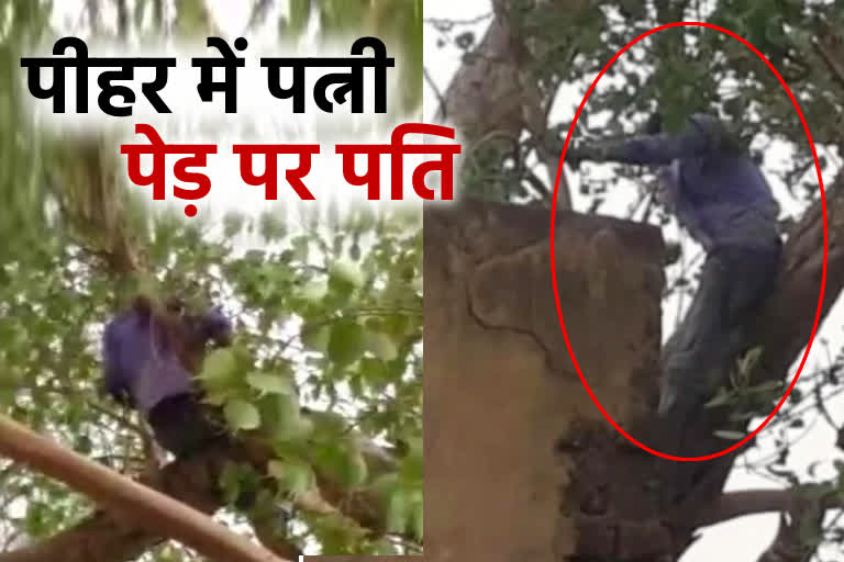 dholpur man climbed peepal tree video, dholpur husband viral video