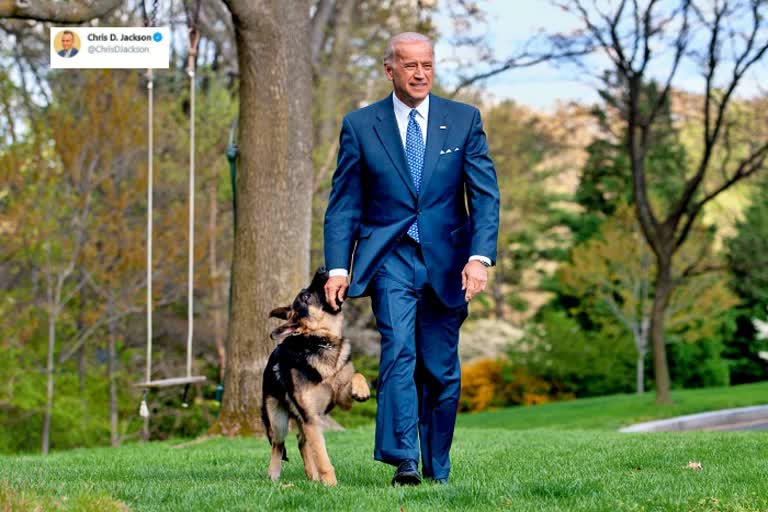 Major pain Biden dog involved in 2nd biting incident