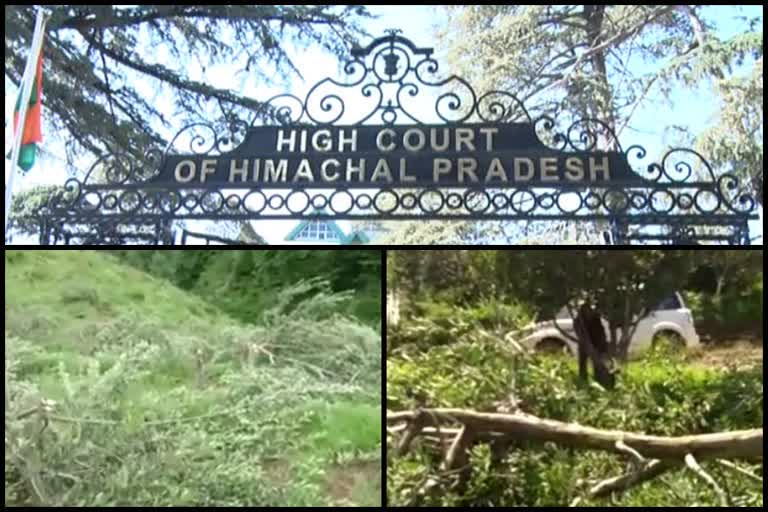 HC rejects admission brochure of Himachal Pradesh Agricultural University Palampur