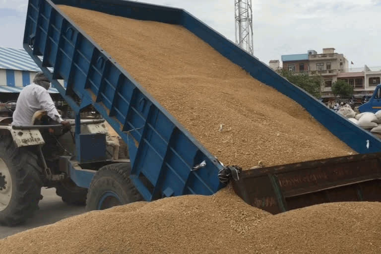 bhiwani wheat and mustard crops purchased