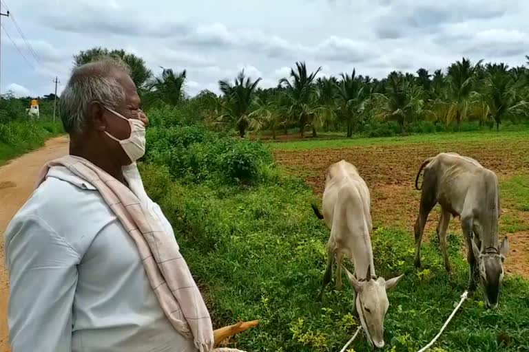 ಹೈನುಗಾರಿಕೆಯಲ್ಲಿ ತೊಡಗಿದ ಜಿಲ್ಲೆಯ ರೈತಾಪಿ ವರ್ಗ