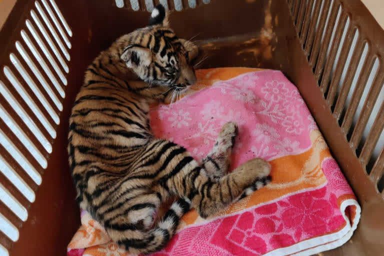 Chamarajanagar tiger cub death, Chamarajanagar tiger cub death case, Mother tigress found, Mother tigress found in CCTV, Chamarajanagar tiger cub death news, ಚಾಮರಾಜನಗರ ಹುಲಿ ಮರಿ ಸಾವು ಪ್ರಕರಣ, ಚಾಮರಾಜನಗರ ಹುಲಿ ಮರಿ ಸಾವು ಪ್ರಕರಣ ಸುದ್ದಿ, ತಾಯಿ ಹುಲಿ ಪತ್ತೆ, ಸಿಸಿಟಿವಿಯಲ್ಲಿ ತಾಯಿ ಹುಲಿ ಪತ್ತೆ, ಚಾಮರಾಜನಗರ ಹುಲಿ ಮರಿ ಸಾವು ಸುದ್ದಿ,