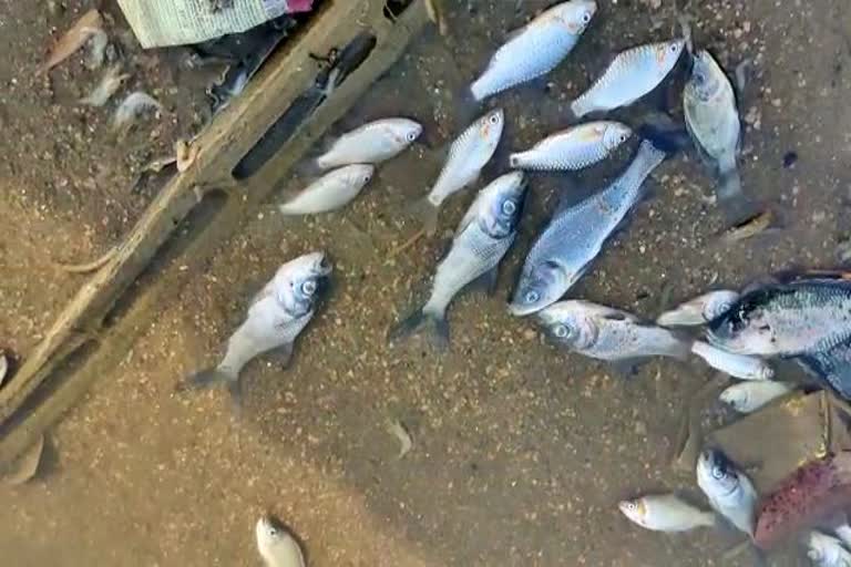 fishes-found-dead-in-durga-sarovar-of-gorella-pendra-marwahi