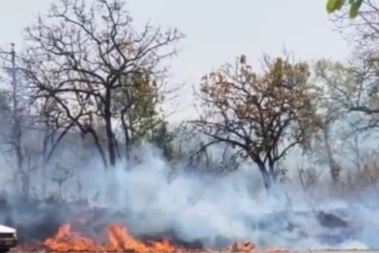 ramanujganj forest is under fire