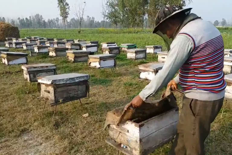 مدھومکھی پروری ایک بہترین ذریعہ معاش ثابت ہوسکتا ہے