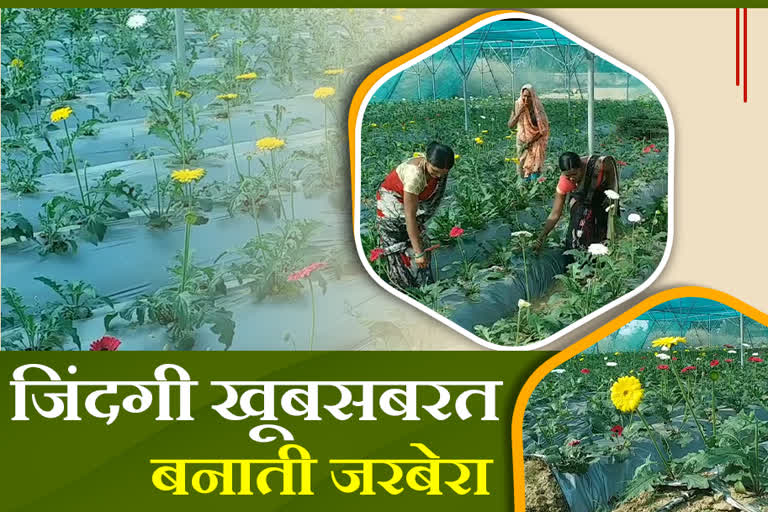 Gerbera flower cultivation by women group in hazaribag