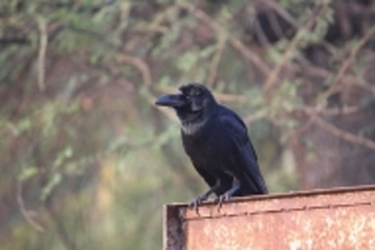 Over two dozen crows found dead in Bihar