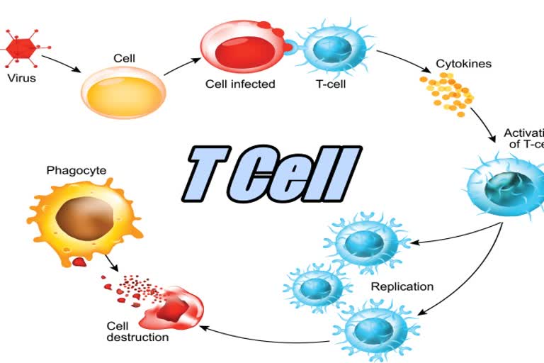 covid, t cell, covid variant