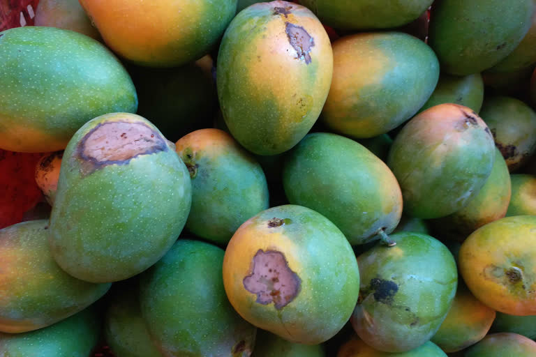heat wave has affected the Mango crop