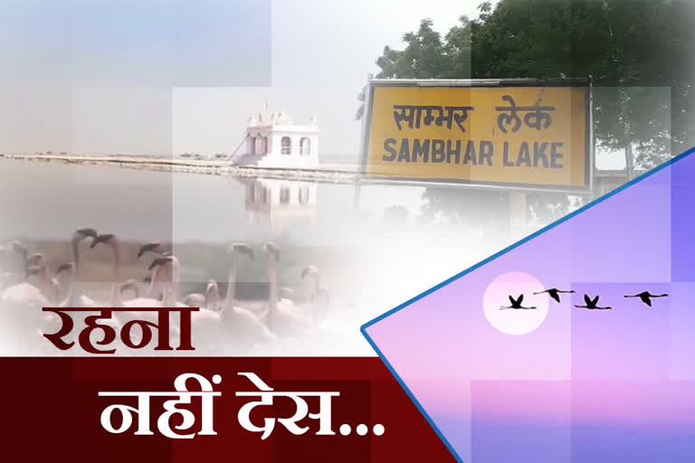 Sambhar Lake Jaipur,  Migratory Bird Sambar Lake,  Environmental pollution flamingo sambar