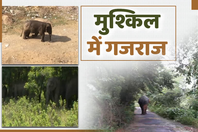 people worshiped the dead elephant in ranchi