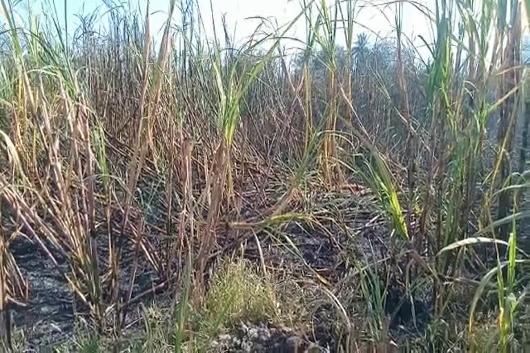 चित्तौड़गढ़ की ताजा हिंदी खबरें, Fire in crops in Chittorgarh