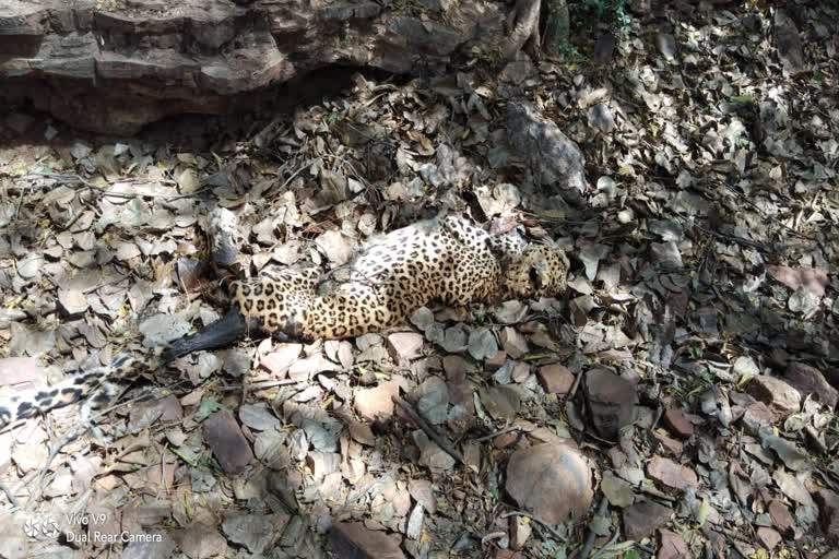 Leopard's body found in Gwalior