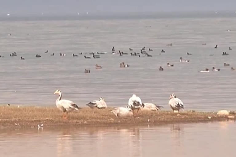 Tourism activities closed in Pong Dam due to bird flu