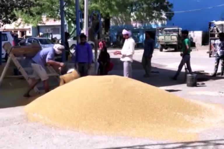 procurement mustard Hodal grain market