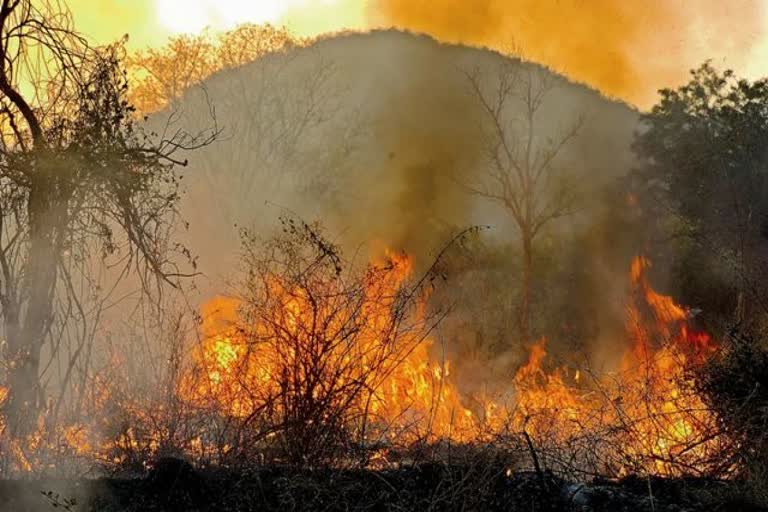 fire-in-bandipura-karadikallu-forest