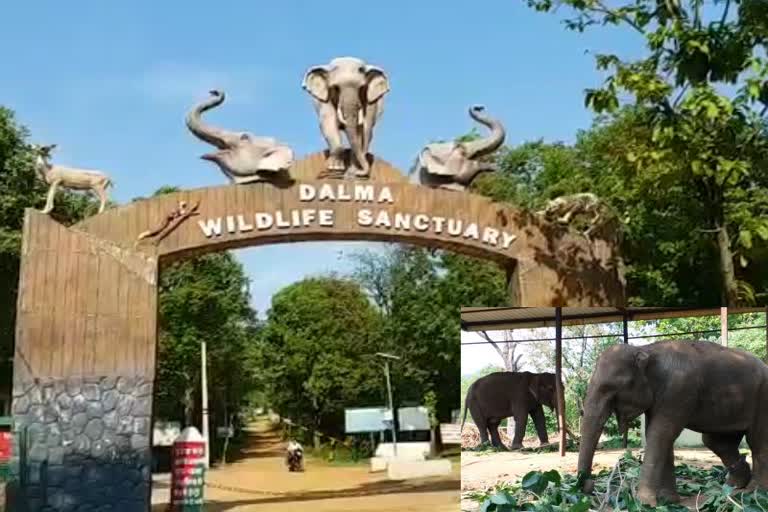 herd-of-elephants-reached-dalma-forest-in-seraikela