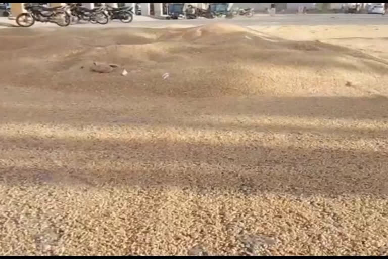 Kurukshetra: Today is the second day of crop purchase in Shahabad grain market, 80 quintals of wheat was procured on the first day