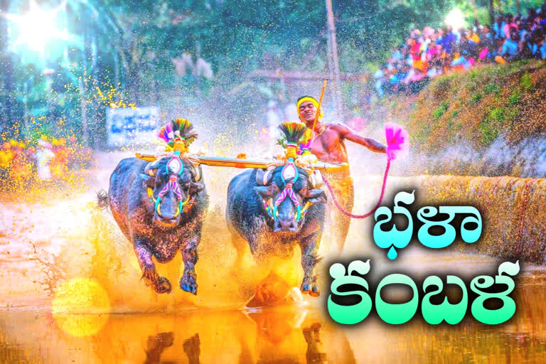 kambala that is traditional buffalo race in karnataka