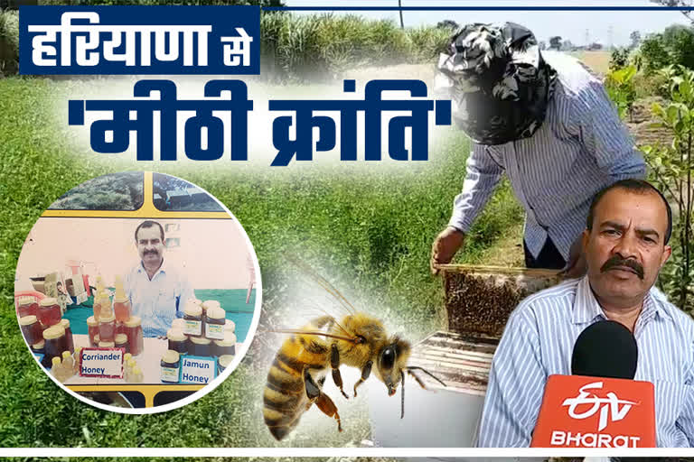 bee farming haryana,  मधुमक्खी पालन हरियाणा