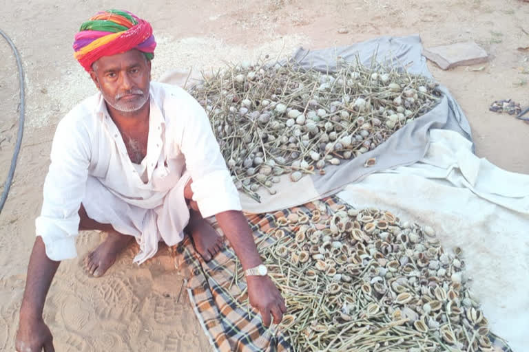 नागौर की ताजा हिंदी खबरें , Poppy cultivation in Nagaur