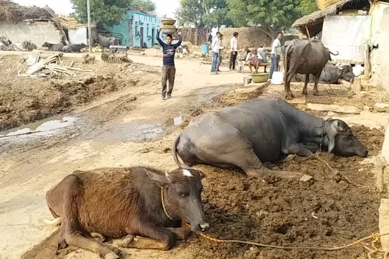 Municipal corporation are making organic manure from cow dung