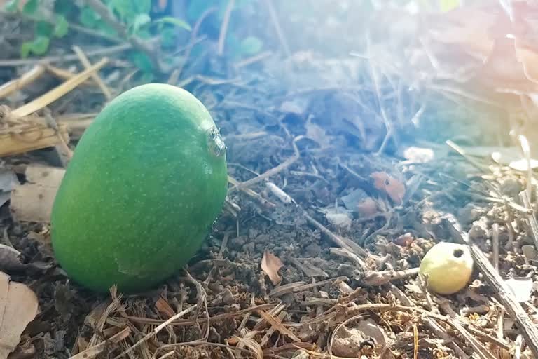 mango-crop-destroying-from-overheat-temperature-in-tumkur-district