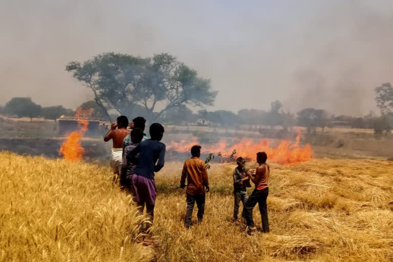 fire in wheat field in koriya