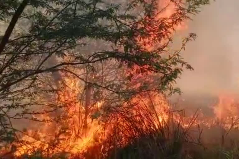 रमन्ना गुलजारबाग के 1000 बीघा के जंगल में लगी भीषण आग