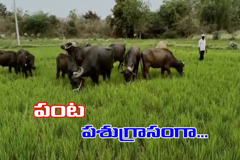 Farmers are worry about that dried paddy crop in Wanaparthy district