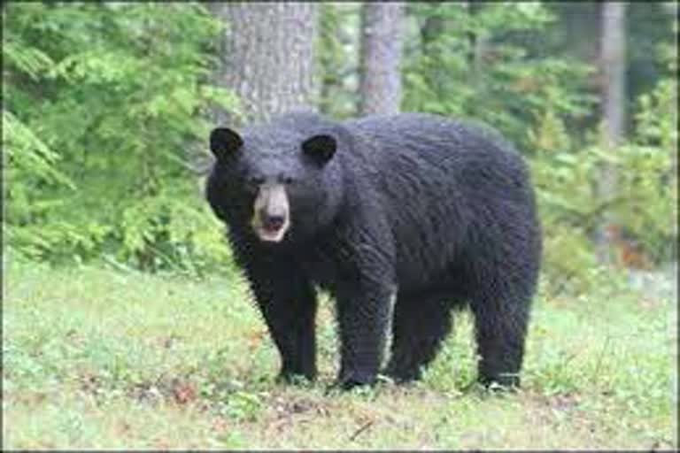 bear-dead-body-found-in-surai-forest-range