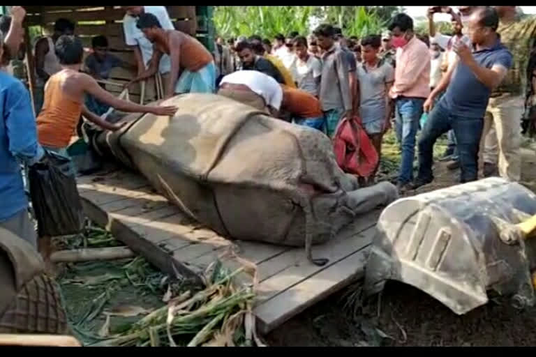 দলগাঁৱৰ কেইবাটাও অঞ্চলত আতংকৰ সৃষ্টি কৰা এটা গঁড়ক ট্ৰেংকুলাইজ