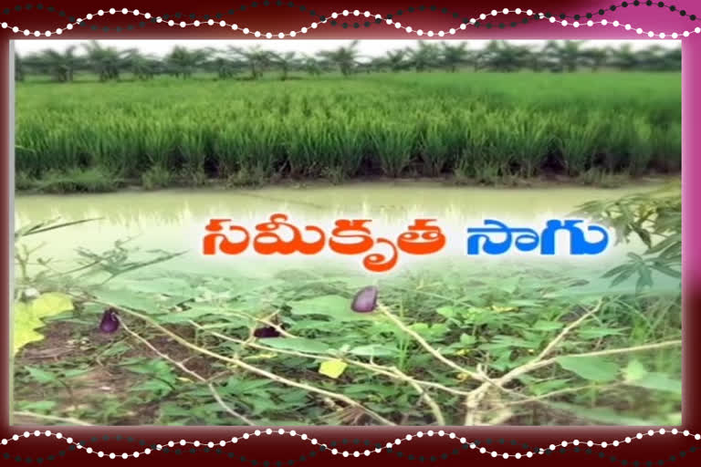 Harvest of profits in   integrated cultivation at west godavari district