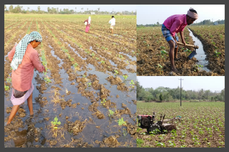 நன்னிலம் பகுதிகளில் பருத்தி சாகுபடிக்கு உர தட்டுப்பாடு நிலவி விவசாயிகள் வேதனை