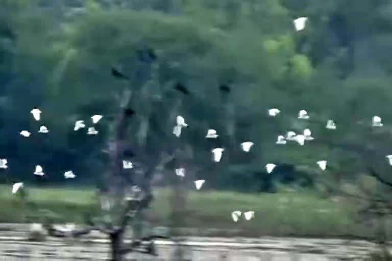 arrival-of-foreign-birds-to-the-sarguru-lake