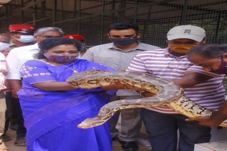 மலைப்பாம்பை தூக்கி அசத்திய துணைநிலை ஆளுநர் தமிழிசை சவுந்தரராஜன்