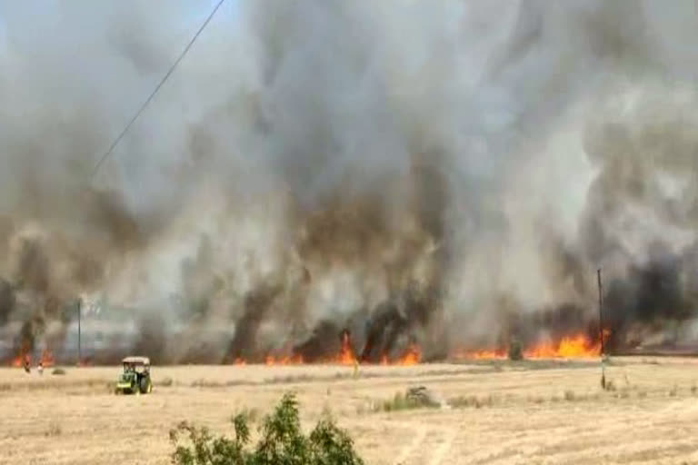 sonipat fire wheat crop fields