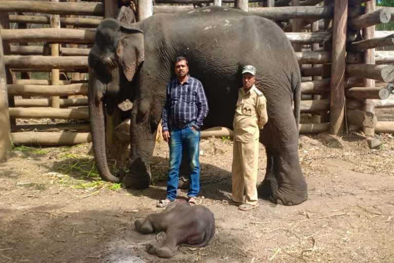 elephant attack on a man in shimogga