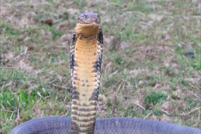 16 feet King Cobra