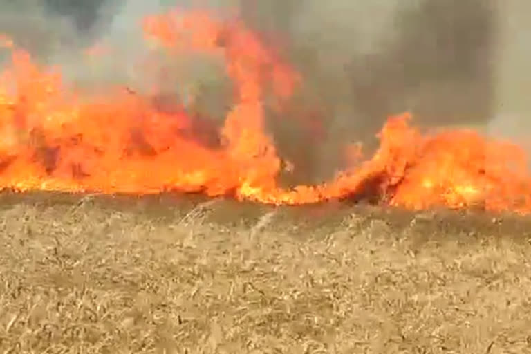 Wheat crop burn