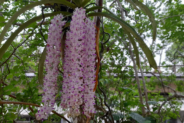 ধেমাজি জিলা চিলাপথাৰ বিজ্ঞান মহাবিদ্যালয়ত জাতিষ্কাৰ বিভিন্ন কপৌ ফুল