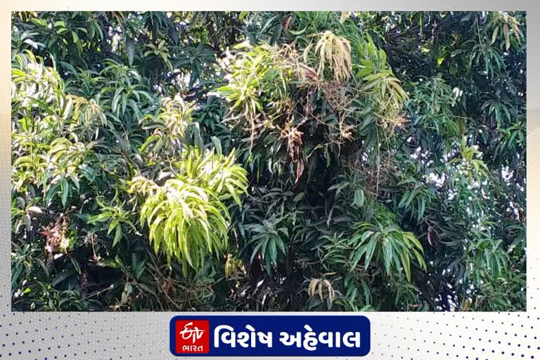 વલસાડમાં કેરીનો પાક નિષ્ફળ રહેતા ખેડૂતો મુશ્કેલીમાં, સરકાર પેકેજ જાહેર કરે એવી માગ