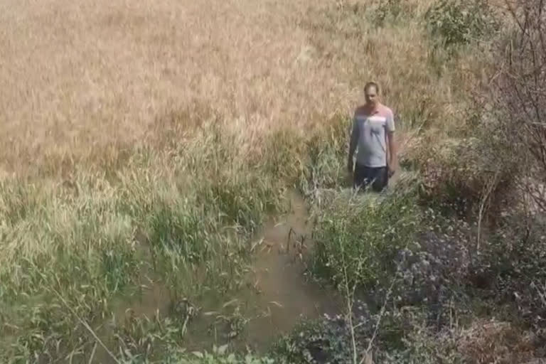 wheat crop submerged gohana